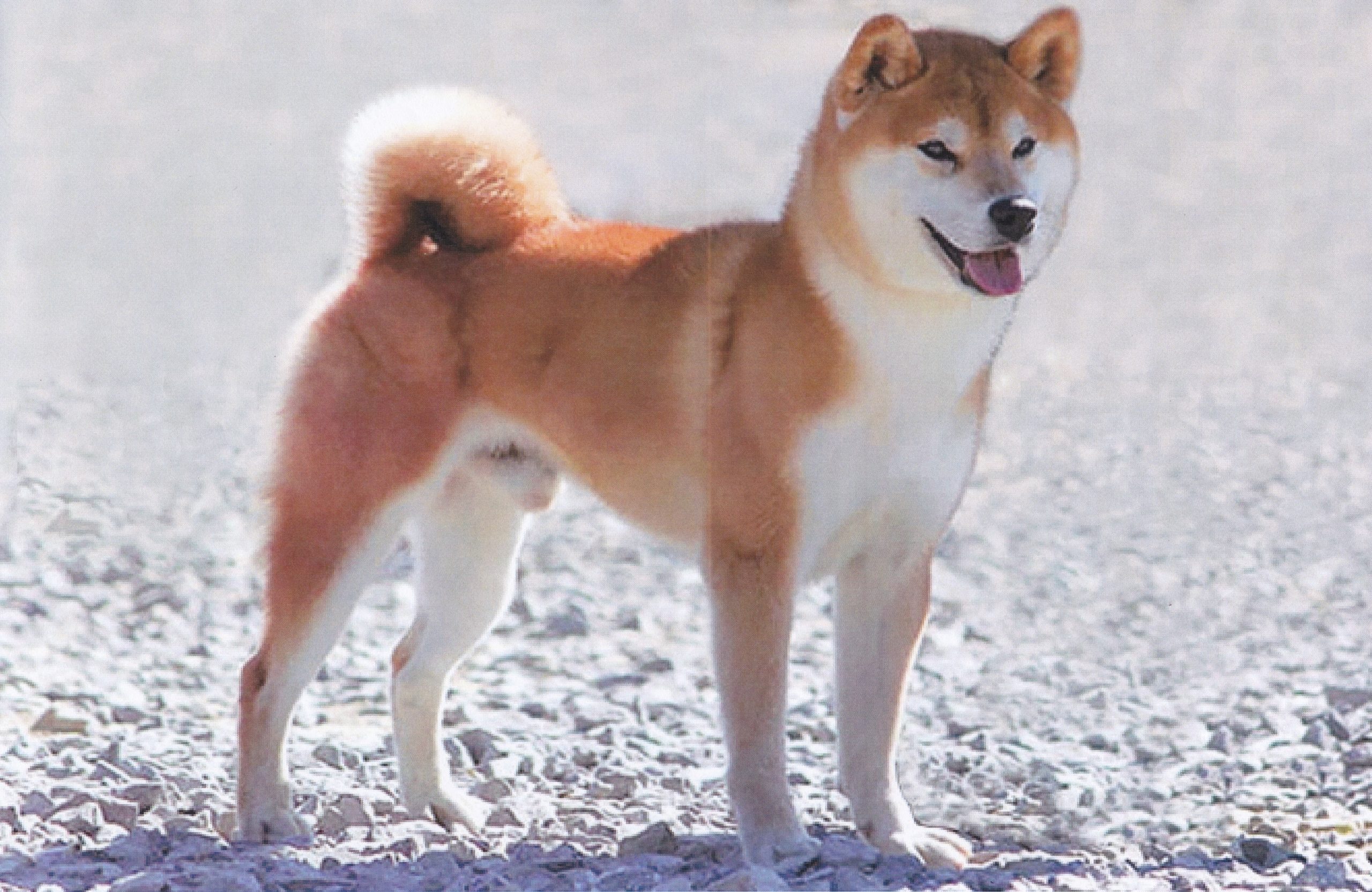 日本犬